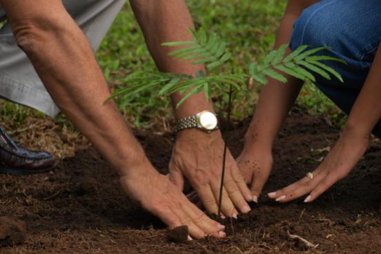 Planting a young tree together