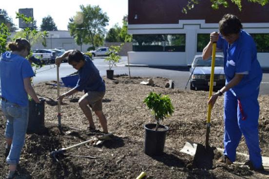 Students planting trees at Health Center