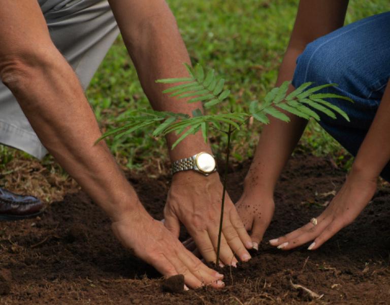 Planting a young tree together