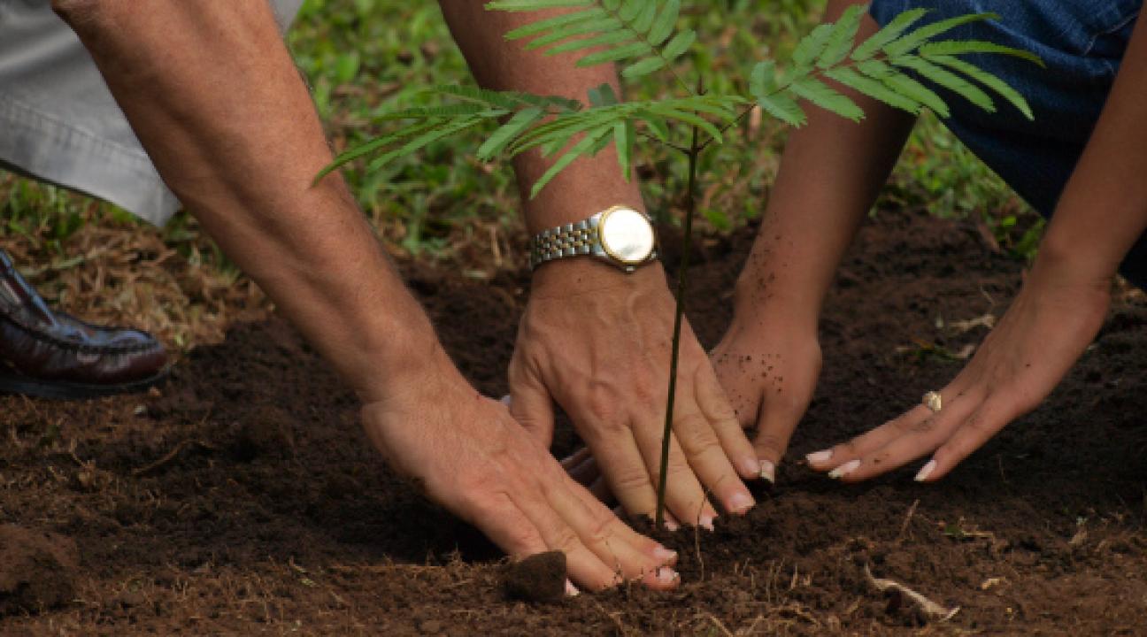 Planting a young tree together