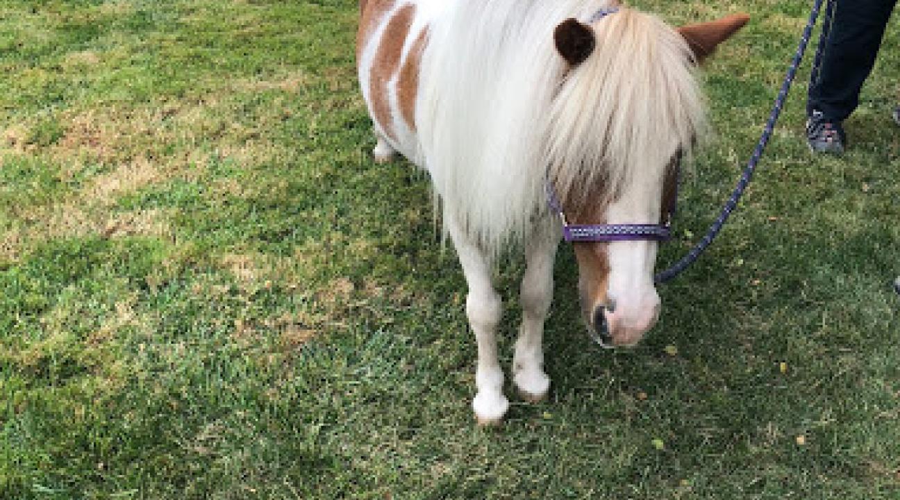 A brown and white mini horse on the green grass