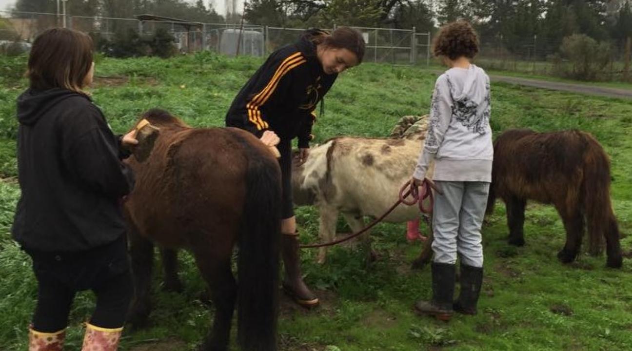 SSU students and children grooming miniature horses together in a field