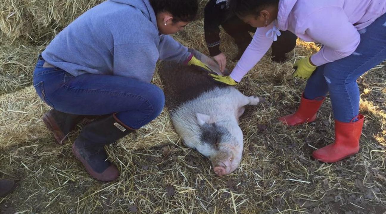 SSU service-learners, children, and an alpaca at Forget Me Not Farm