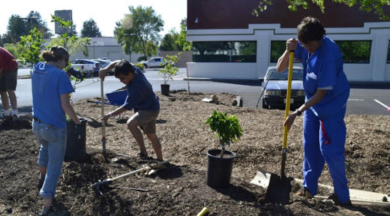 Students planting trees at Health Center