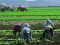 Workers picking lettuce in a field