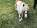A brown and white mini horse on the green grass