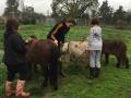 SSU students and children grooming miniature horses together in a field