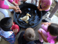 Young kids enjoy bathing a duck with help from SSU students