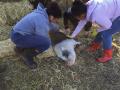 SSU service-learners, children, and an alpaca at Forget Me Not Farm