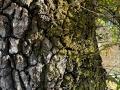 An oak tree with lichen on it