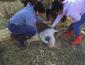SSU service-learners, children, and an alpaca at Forget Me Not Farm