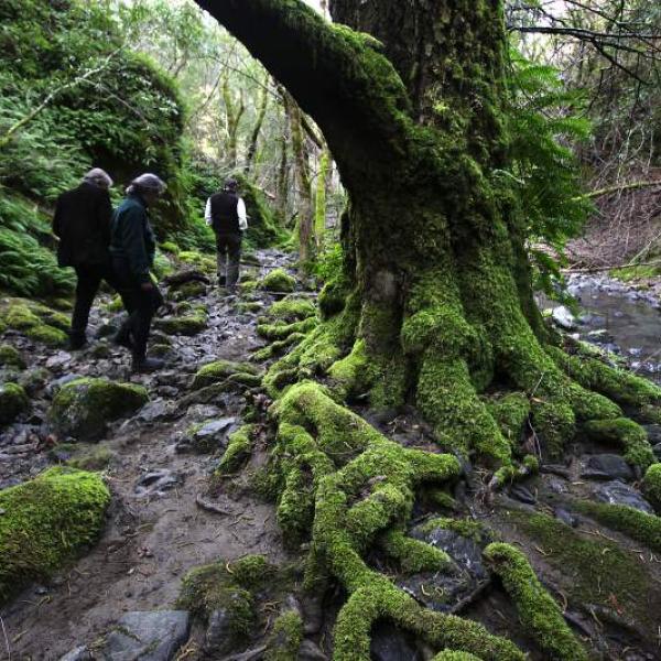 Land trust volunteers hiking under a tree