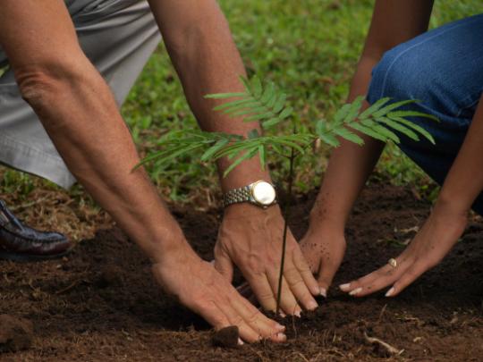 Planting a young tree together