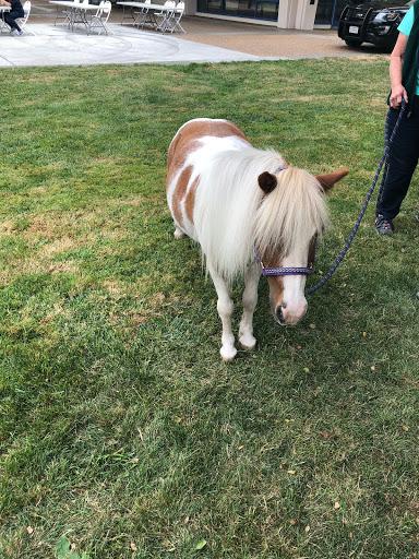 A brown and white mini horse on the green grass