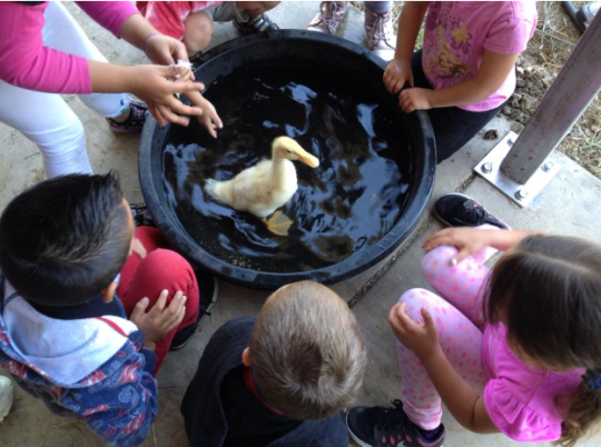 Young kids enjoy bathing a duck with help from SSU students