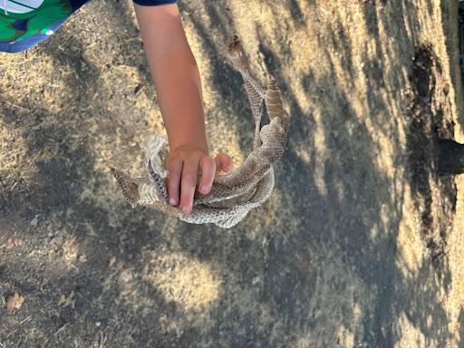 Hand holding snakeskin