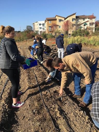 Students working in garden